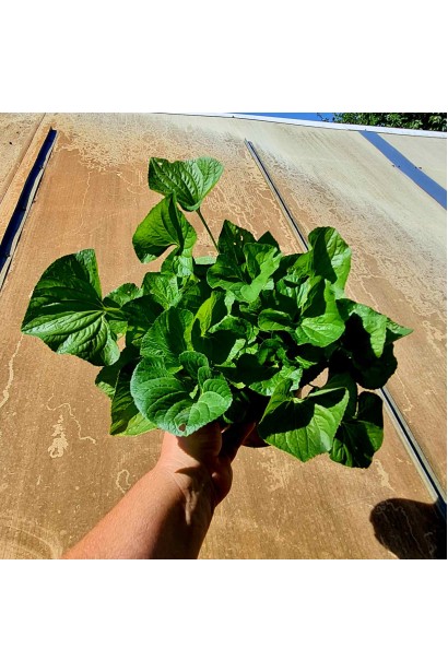 Фиалка садовая в контейнере